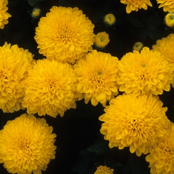 Chrysanthemum x morifolium 'Goldmine' 