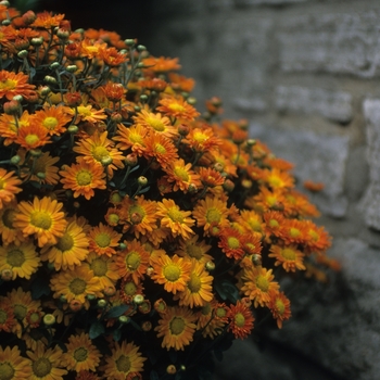 Chrysanthemum x morifolium 'Grace' 