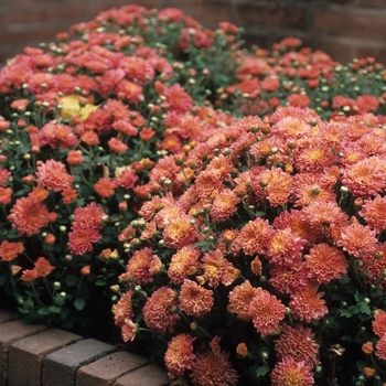 Chrysanthemum x morifolium 'Grendine' 