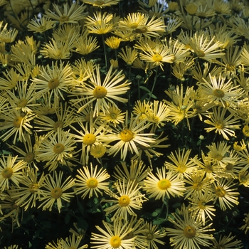 Chrysanthemum x morifolium 'Illusion' 