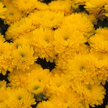 Chrysanthemum x morifolium 'Janice' 