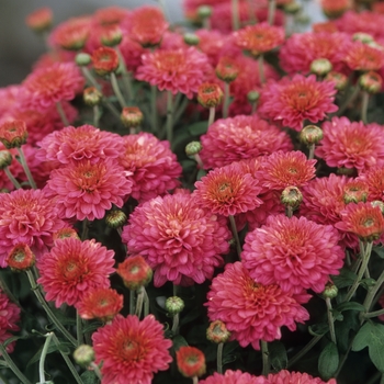 Chrysanthemum x morifolium 'Rose Serenade' 