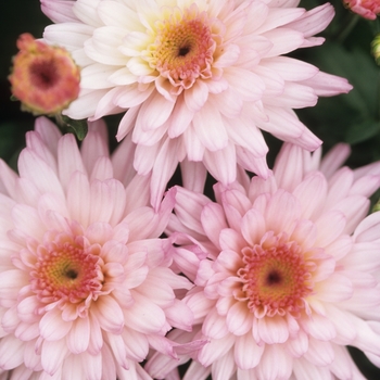 Chrysanthemum x morifolium 'Spotlight' 