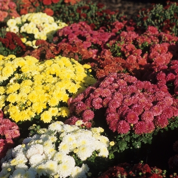 Chrysanthemum x morifolium