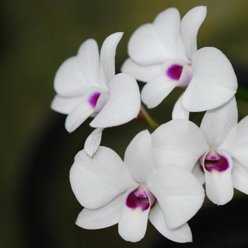 Dendrobium bigibbum 'Compactum' 