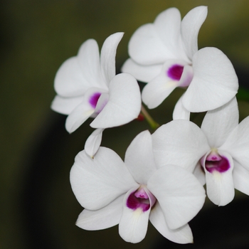 Dendrobium bigibbum 'Compactum'