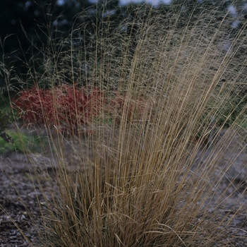 Deschampsia caespitosa 'Schottland' 