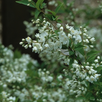 Deutzia gracilis