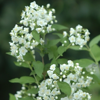 Deutzia scabra 