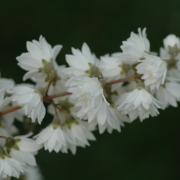 Deutzia scabra 'Candidissima'