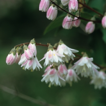 Deutzia scabra 'Godsall Pink' 