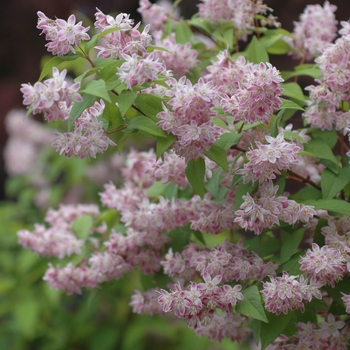 Deutzia 'Magicien' (031158)