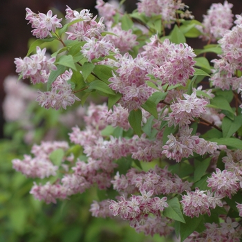 Deutzia 'Magicien'