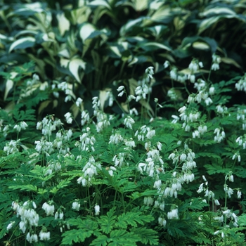 Dicentra eximia 'Snowdrift' 