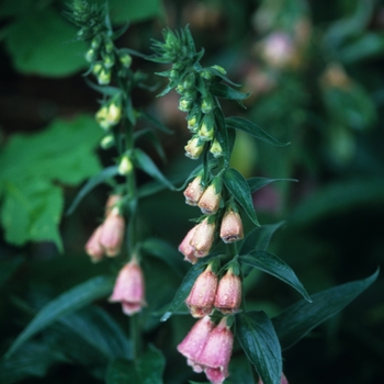 Digitalis x mertonensis