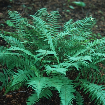 Dryopteris affinis 'Cambriensis' 