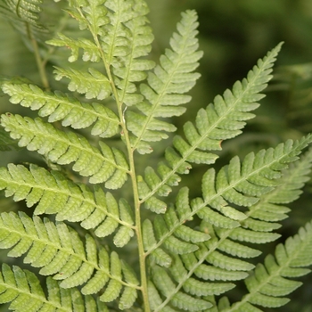 Dryopteris celsa 