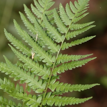 Dryopteris cristata 