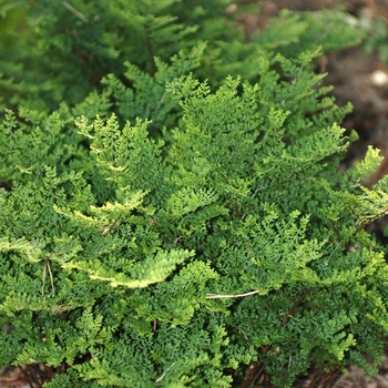 Dryopteris dilitata 'Lepidota Cristata' 