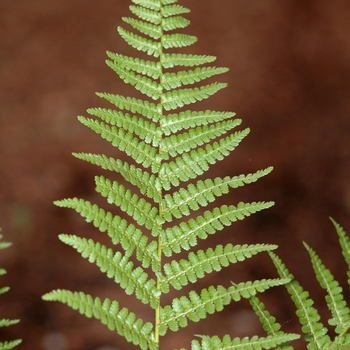 Dryopteris filix-mas 'Barnesii'