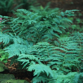 Dryopteris goldiana