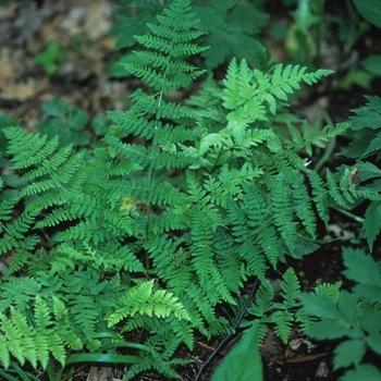 Dryopteris intermedia