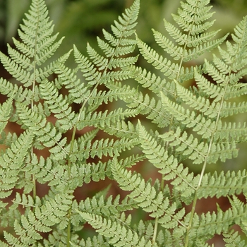 Dryopteris spinulosa 