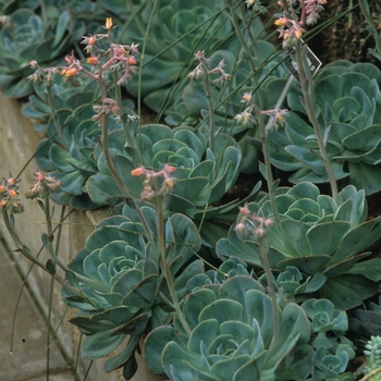 Echeveria gibbiflora 'Metallica'