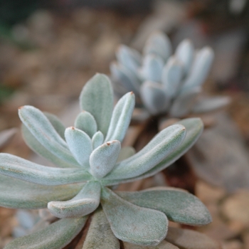 Echeveria leucotricha