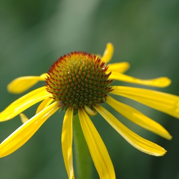 Echinacea paradoxa 