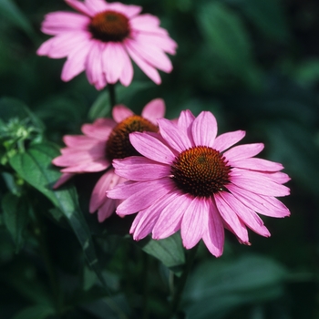 Echinacea purpurea 'Bravado'