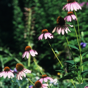 Echinacea purpurea 'Bright Star'