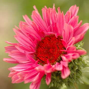 Echinacea purpurea 'Fancy Frills' 17209