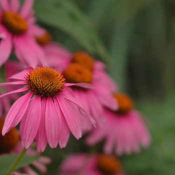 Echinacea purpurea 'Kim's Knee High' 