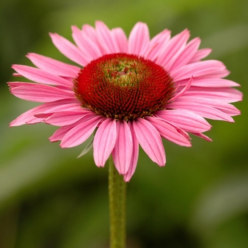 Echinacea purpurea 'Mars'