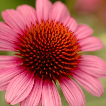 Echinacea purpurea 'Prairie Frost'