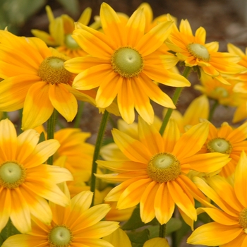 Rudbeckia hirta 'Prairie Sun'