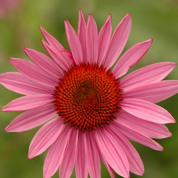 Echinacea purpurea 'Sparkler' 