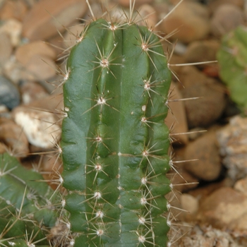 Echinocereus enneacanthus