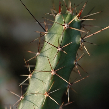 Echinocereus pentalophus 