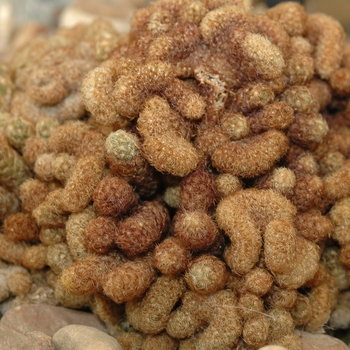 Echinofossulocactus vaupelianus '' (031374)
