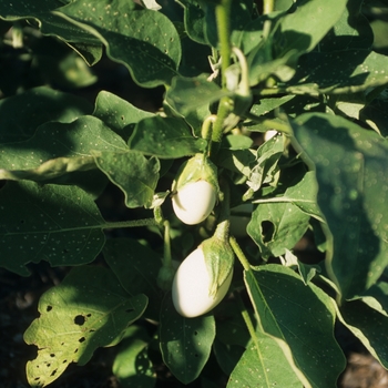 Solanum melongena 'Easter Egg'