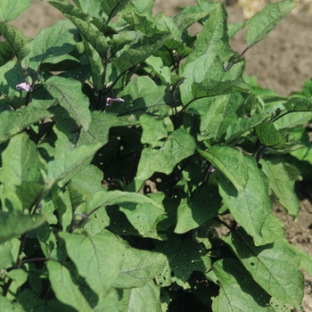 Solanum melongena 'Ichiban' 