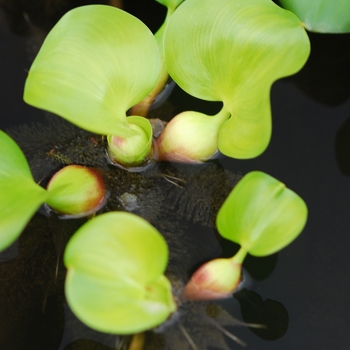 Eichhornia crassipes 