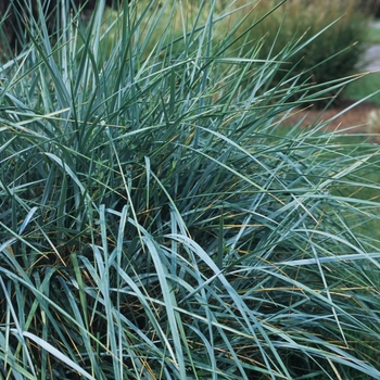 Elymus giganteus 'Vahl Glaucus'