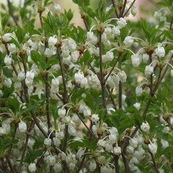 Enkianthus perulatus 