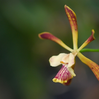 Epidendrum 'Hamlyn' 