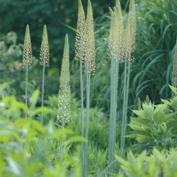 Eremurus 'Spring Valley Hybrids'