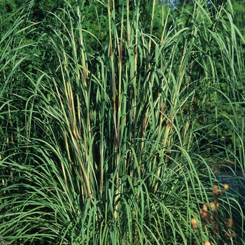 Erianthus ravennae '' (031408)