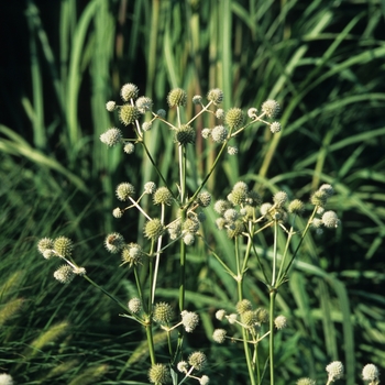 Eryngium yuccifolium 